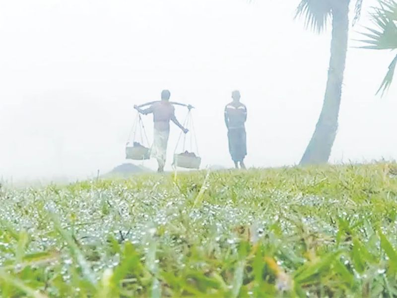 শীত-কুয়াশায় কৃষির ক্ষতি